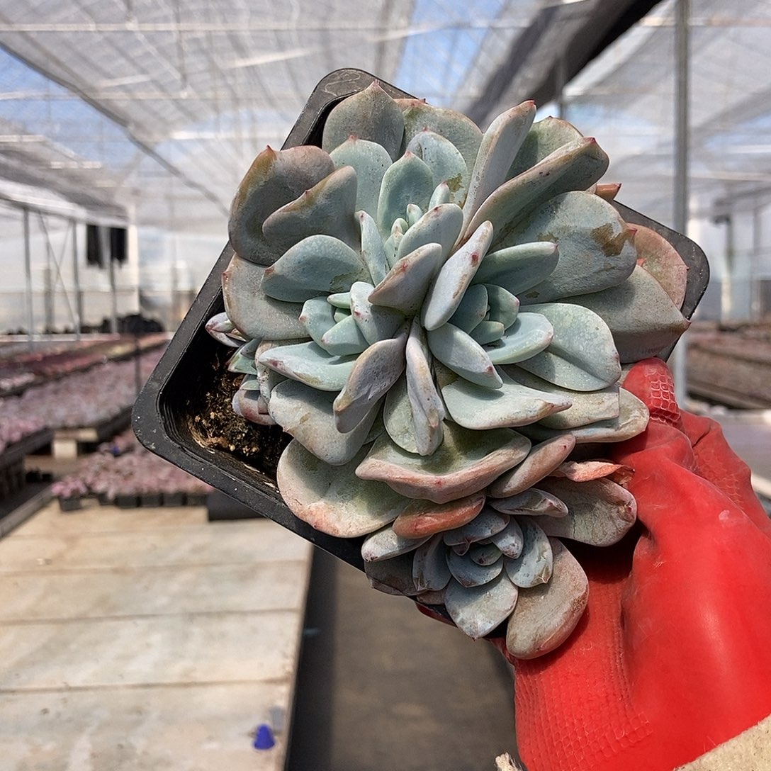 日系奶茶随机带崽