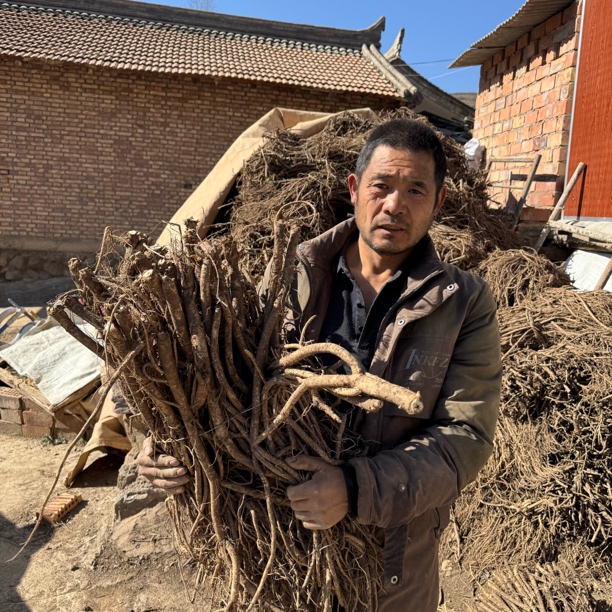 甘肃岷县鲜黄芪农家产地直发煲汤煮水泡酒炖肉食材带泥现挖