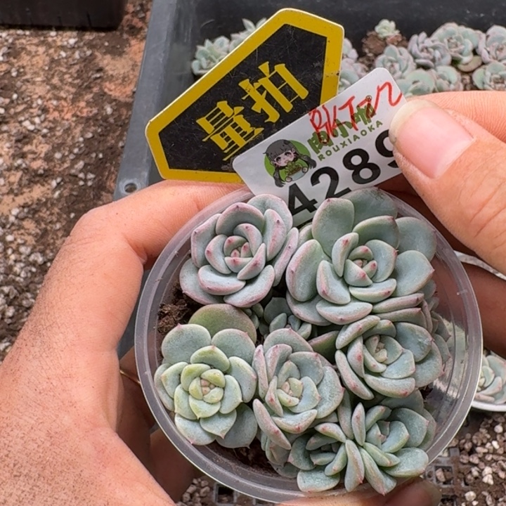 多肉植物多肉植物