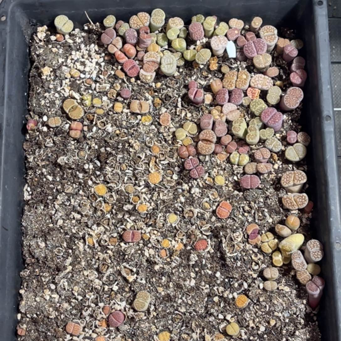 小***娟3124福利筐1不售后