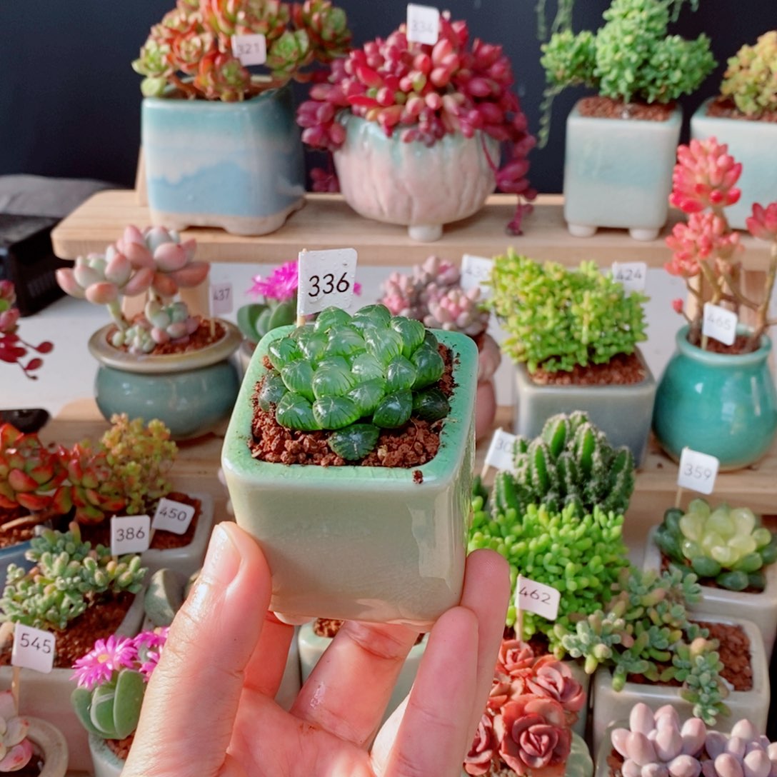 冰灯336号肉肉肉肉肉肉