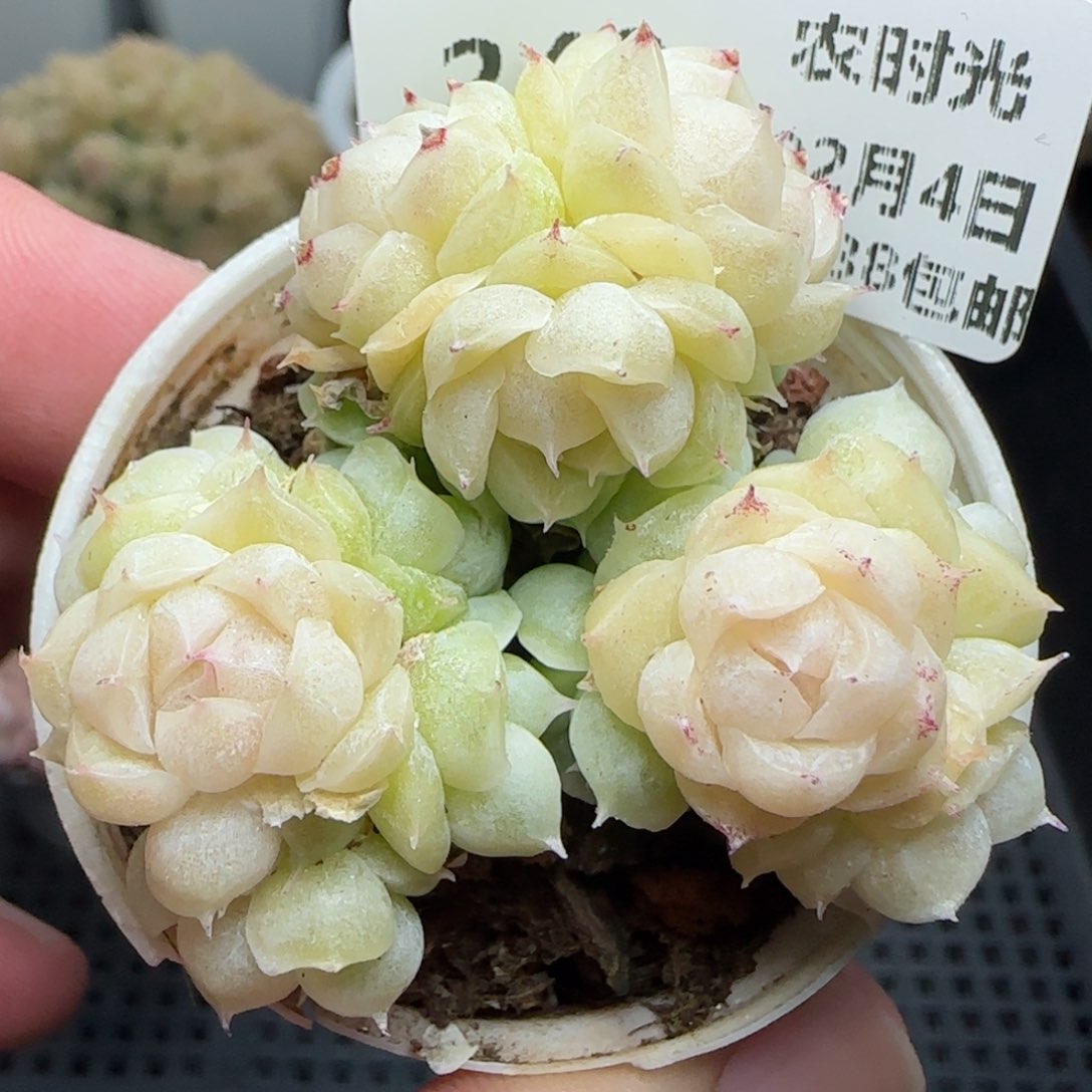 0204-240包子麦秆