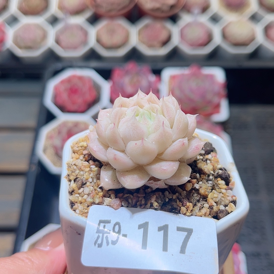 乐9-117 麦秆 含盆脱土发