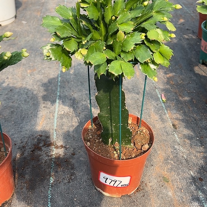 2321蟹爪兰尾号9797