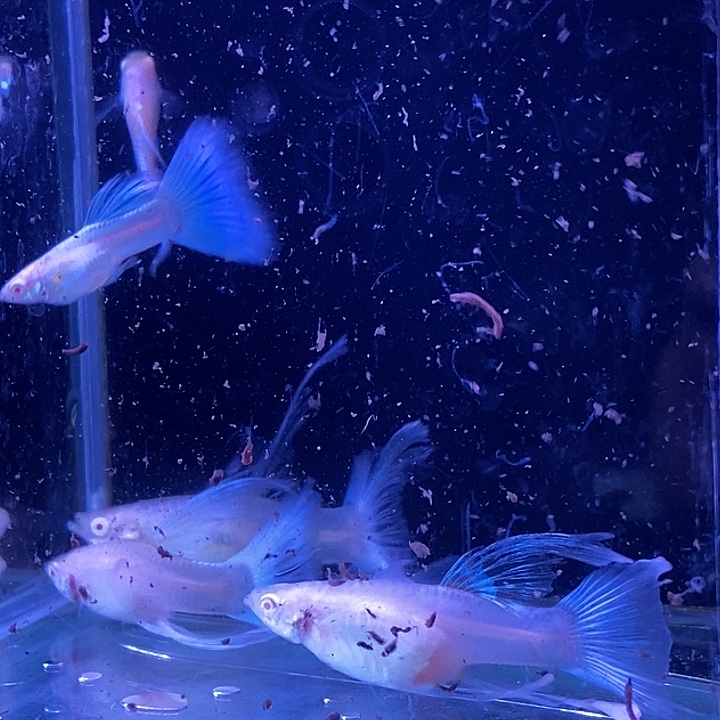 *****孔雀鱼蓝白c4对包邮