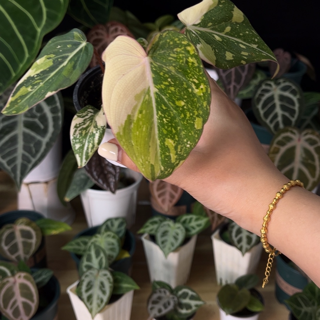 无花朵明脉锦（111