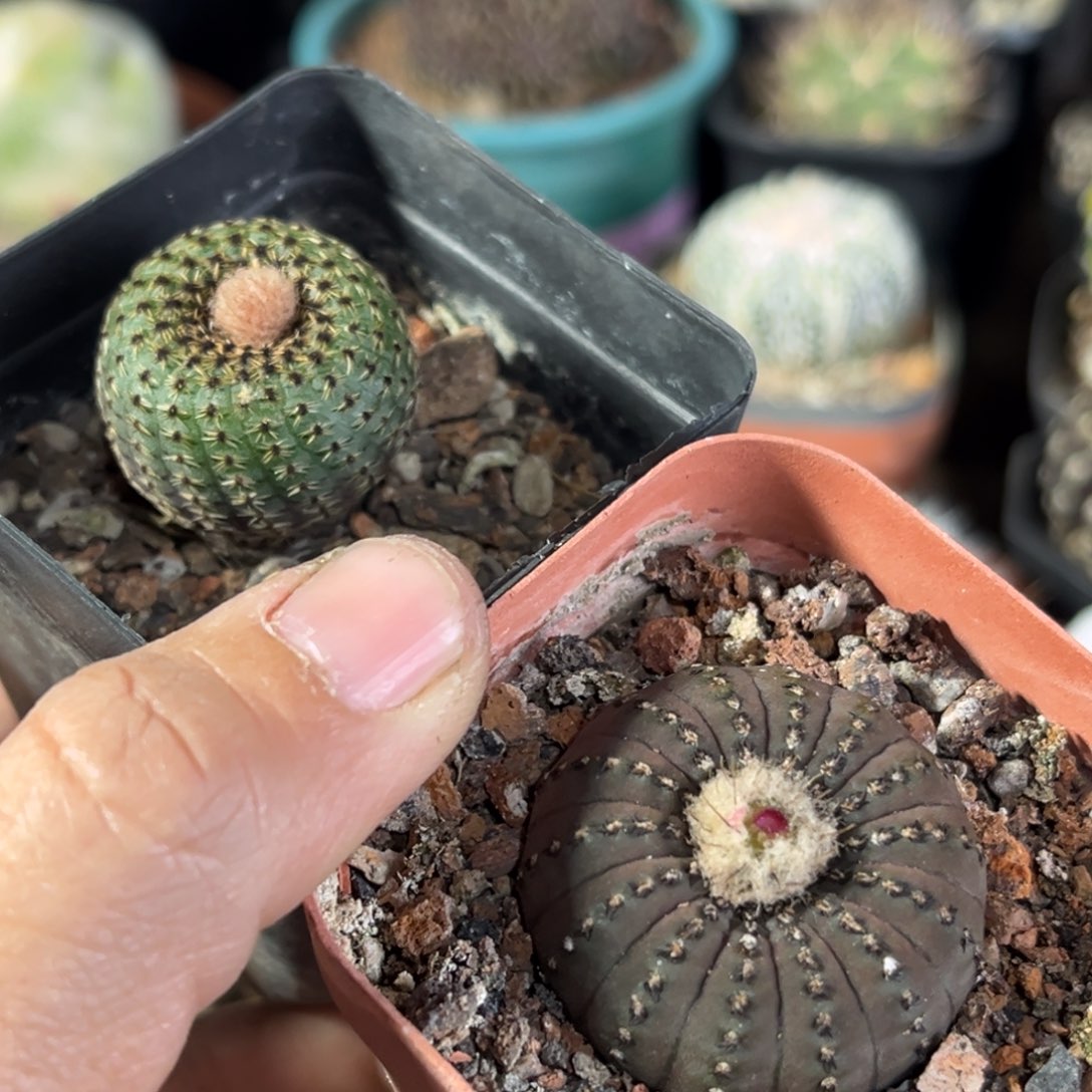 两颗仙人球一物一拍实生4