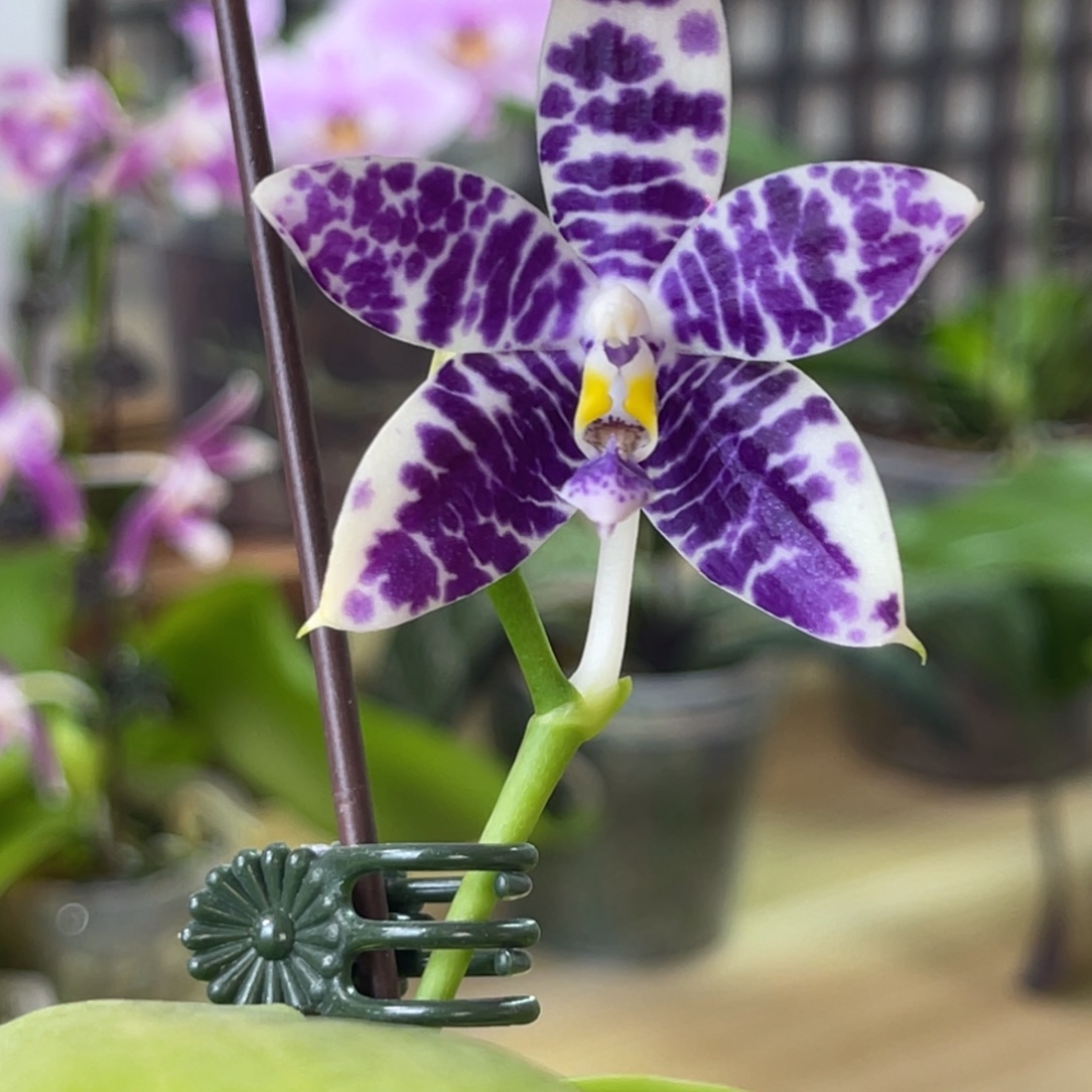 完全开放柳林3485-1371