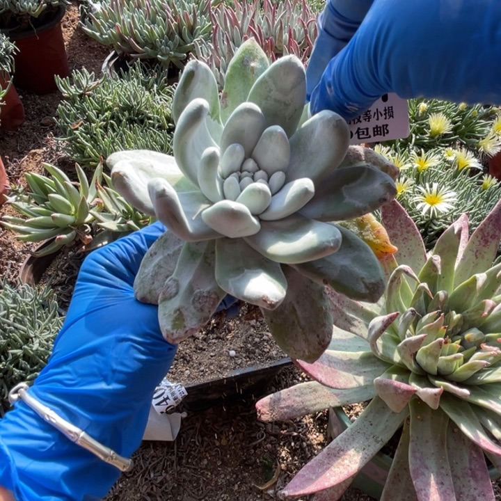 527号拇指多肉植物