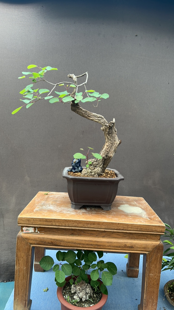 黄栌及北方杂木打造独特景观的盆景直播间一物一拍私拍随意发