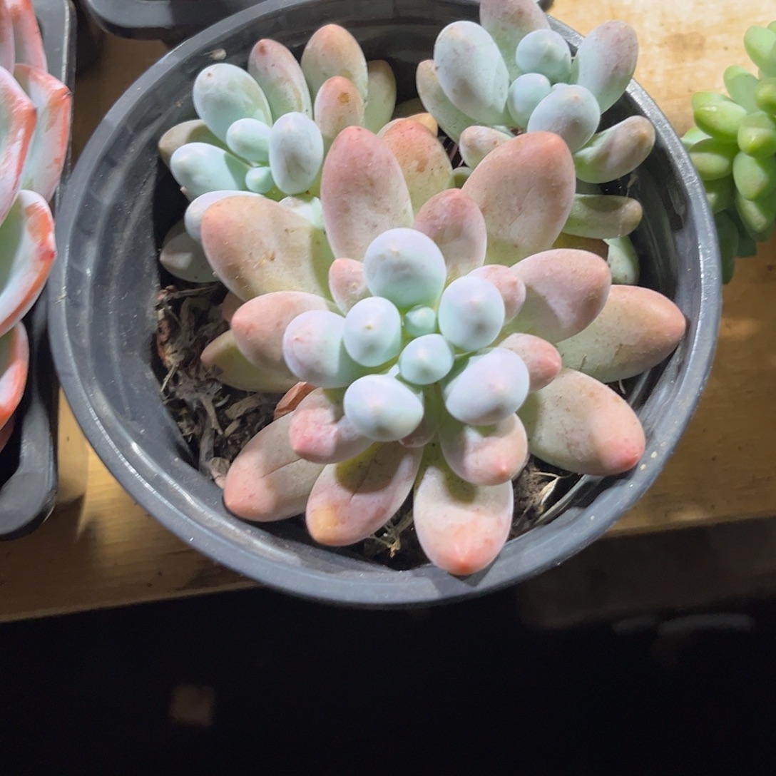 何***君000000000000000000049