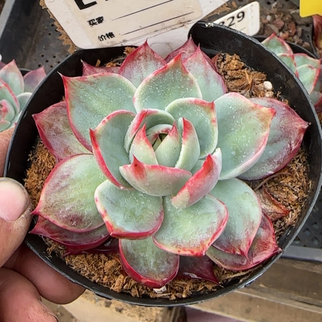 惊鸿一物一拍包装收缩花旱704