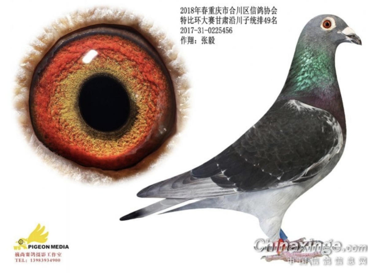 种鸽，成绩鸽，网鸽