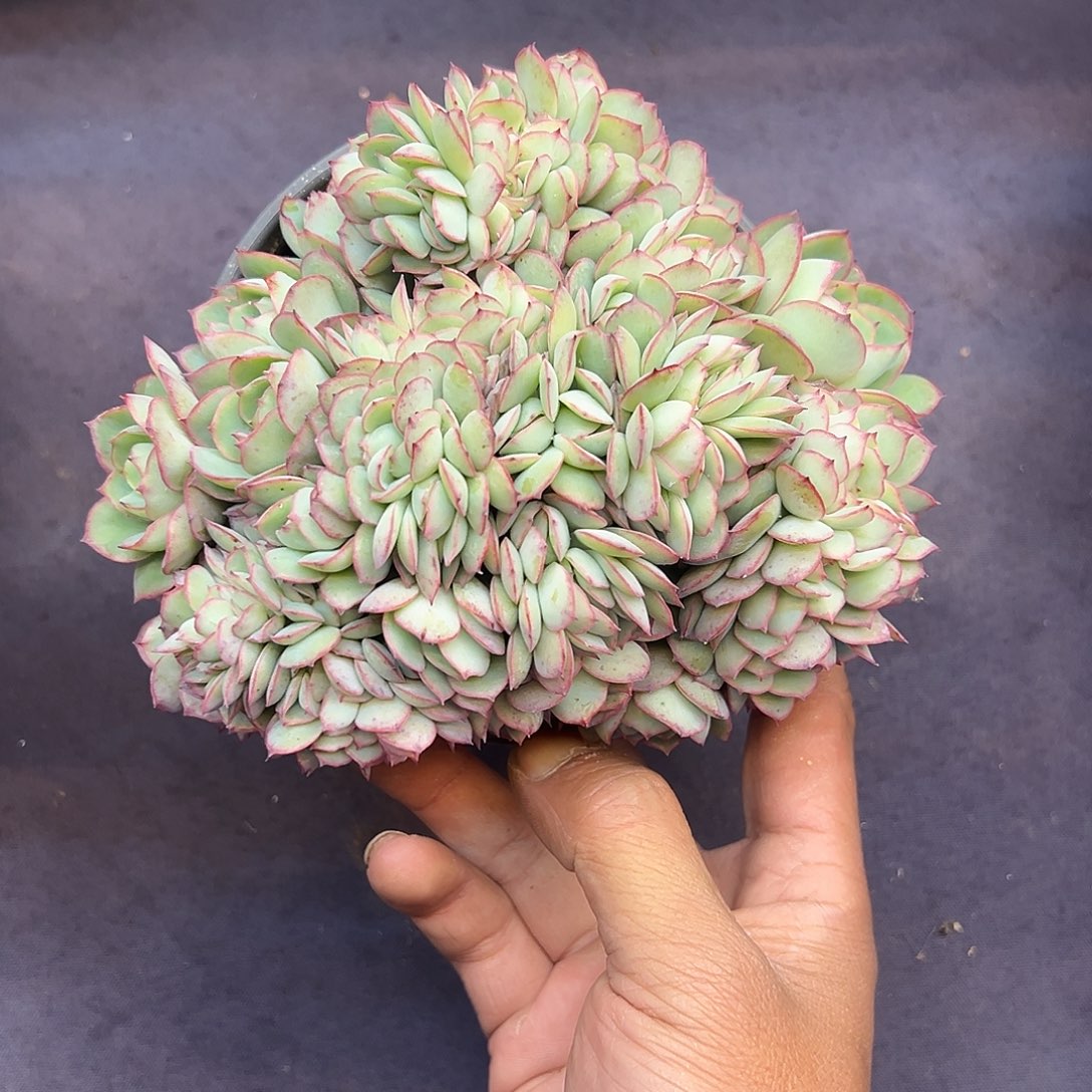 牡丹亭缀化多肉植物