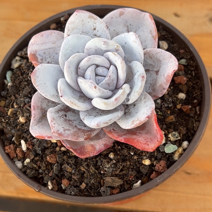 秋可园艺 雪莲雪莲