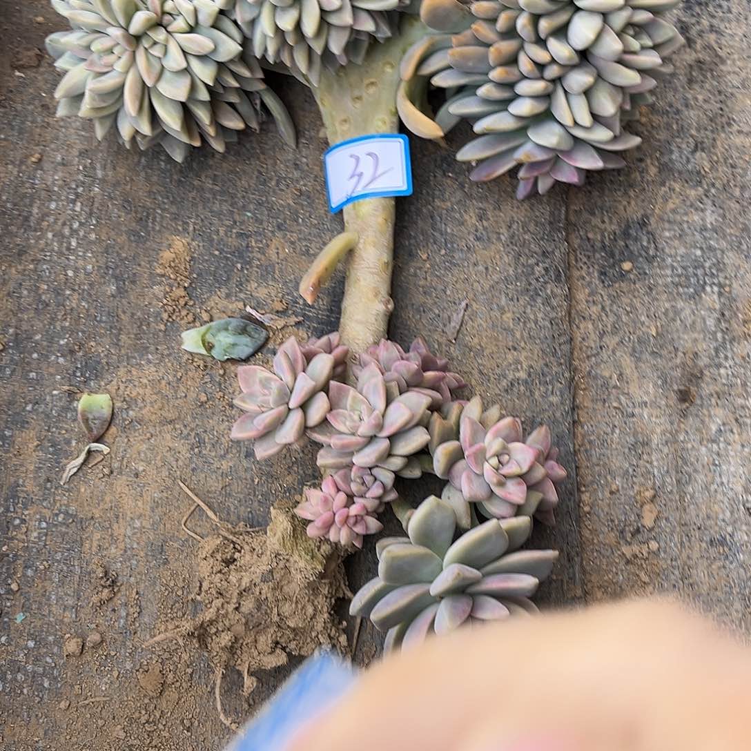 好***嗨32号淡雪缀化一物一拍