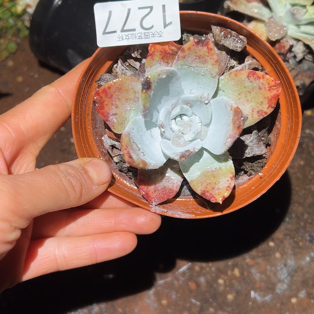 浦西菲克拇指仙女杯多肉。