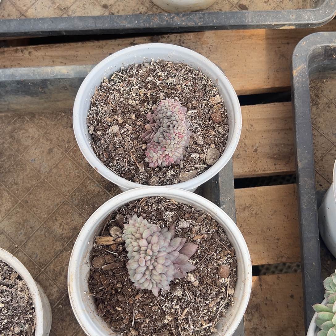 龙***园多肉植物实物直播实物