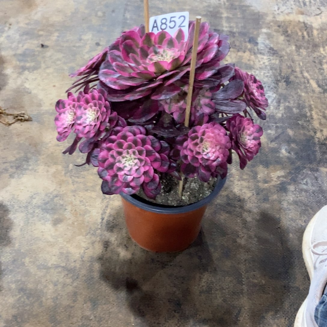 嫩桩红铜白852多肉法师