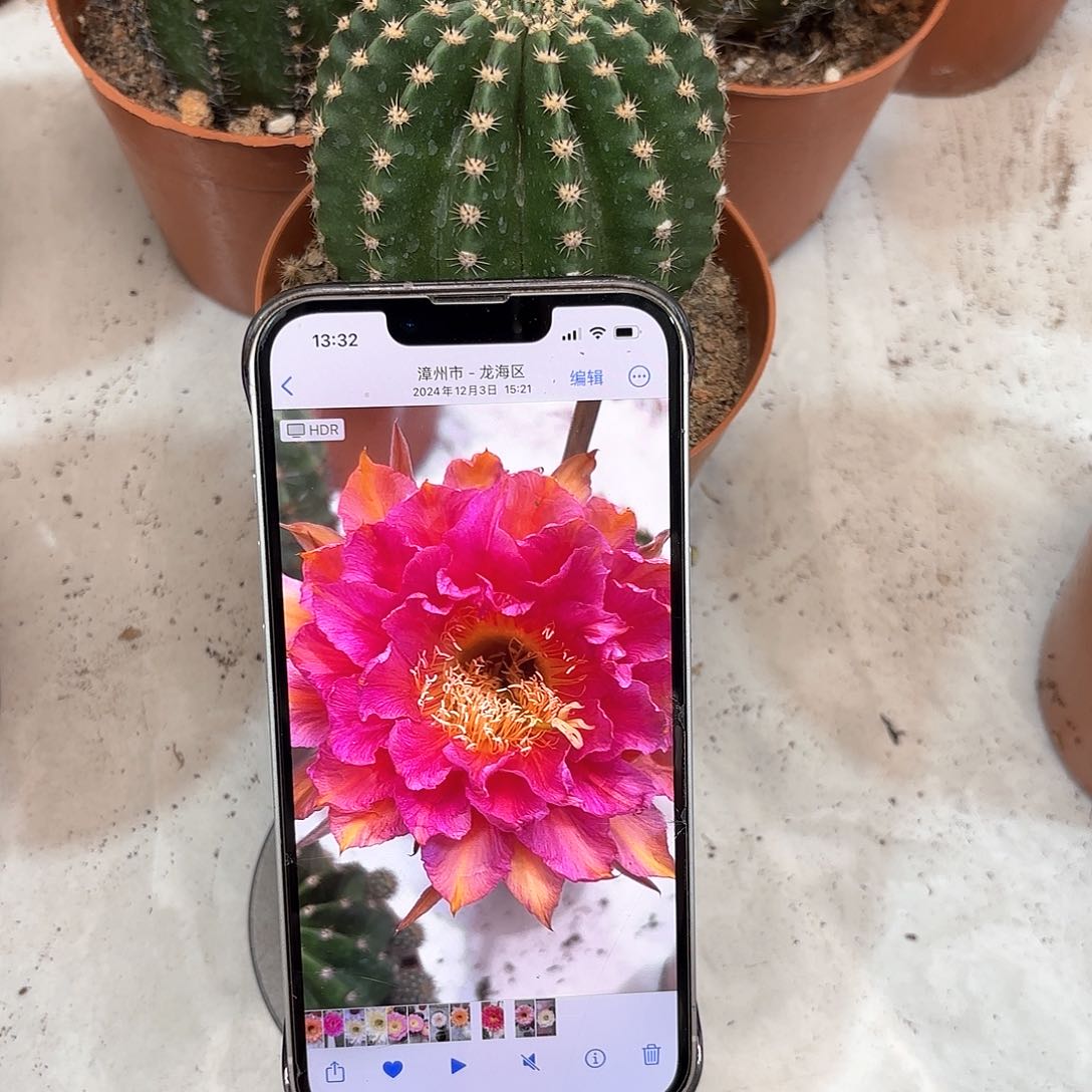 彩草95号7公分左右