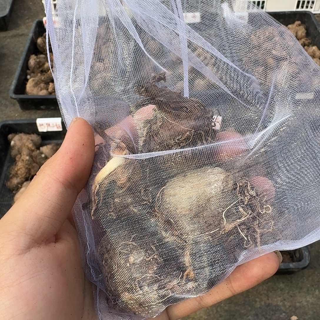 完全开放2086覆盆子裸球不售后