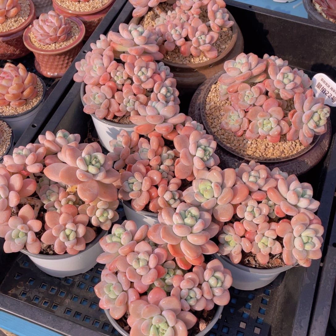 量拍22号优选红洛神手捧大群生一个