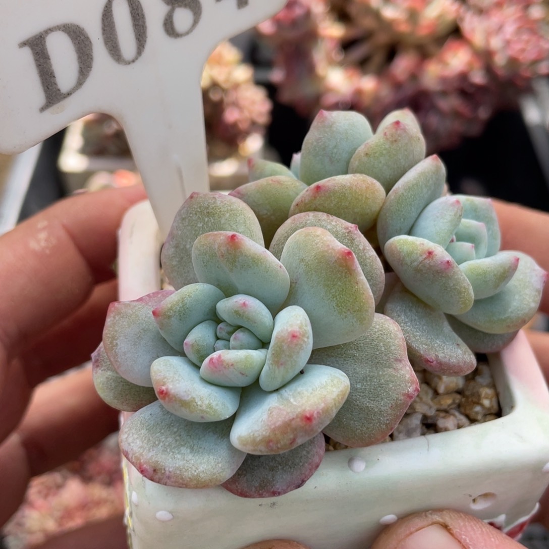 084橙子石化不带盆8厘米