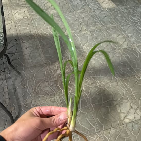 完全开放天府荷子母苗