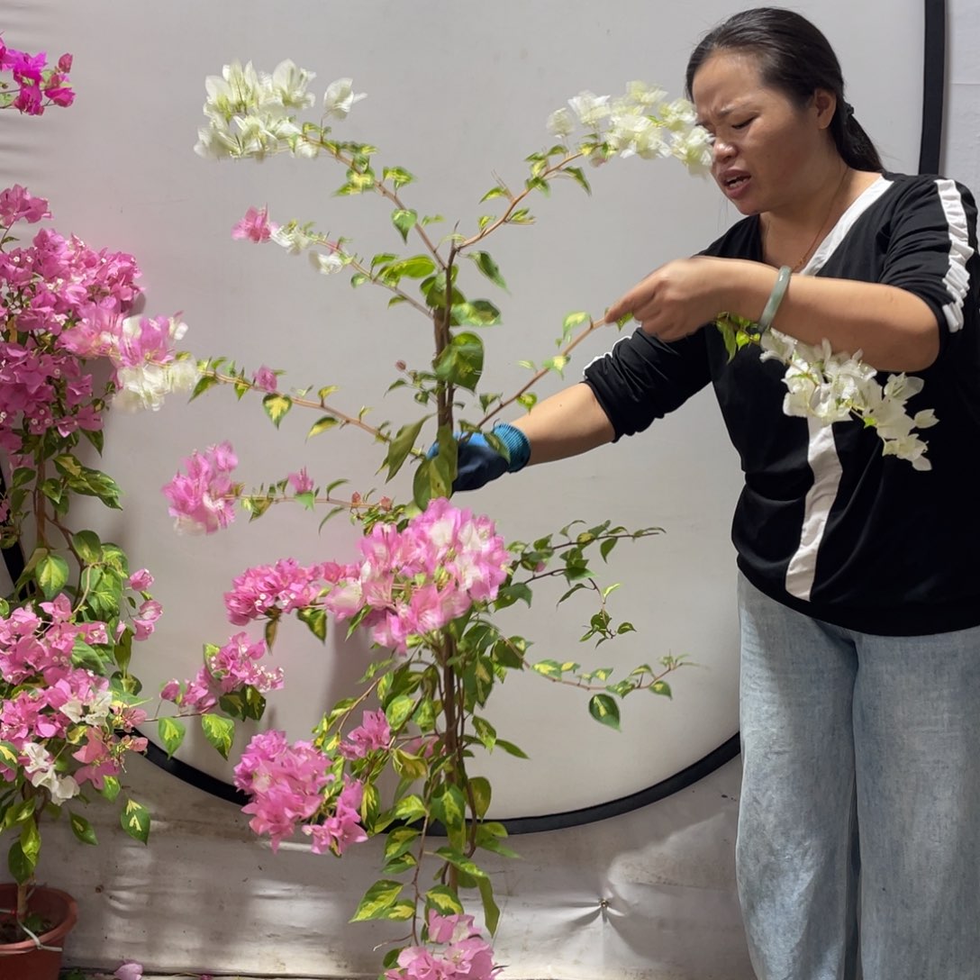 大部分花苞少量开放三角梅