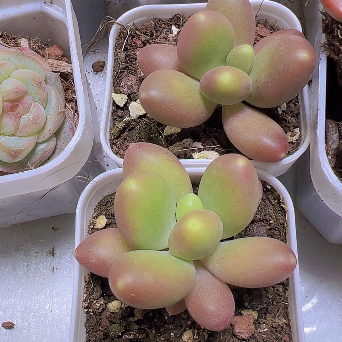 芒果奶2盆19包邮多肉植物