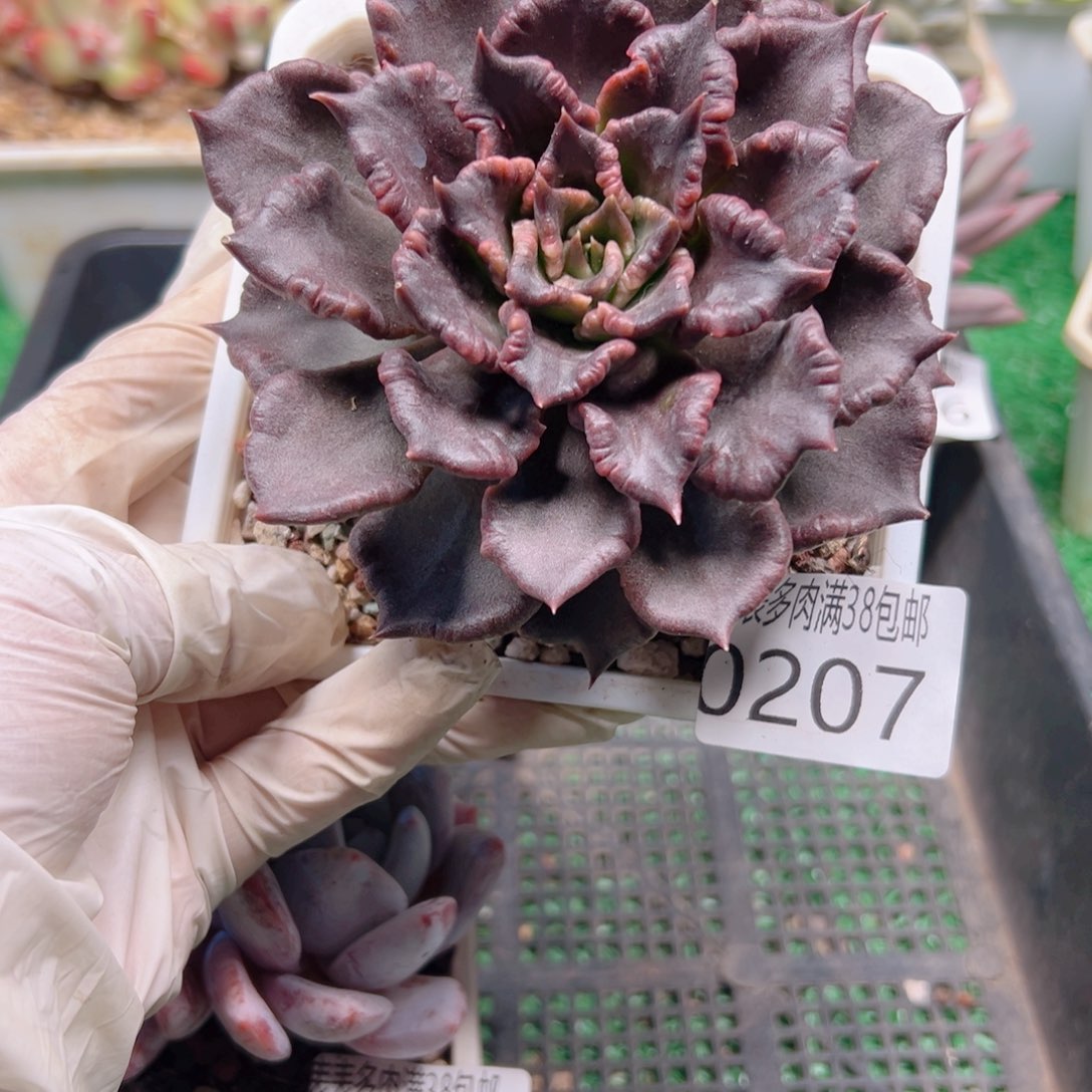 多肉一物一拍植物0207