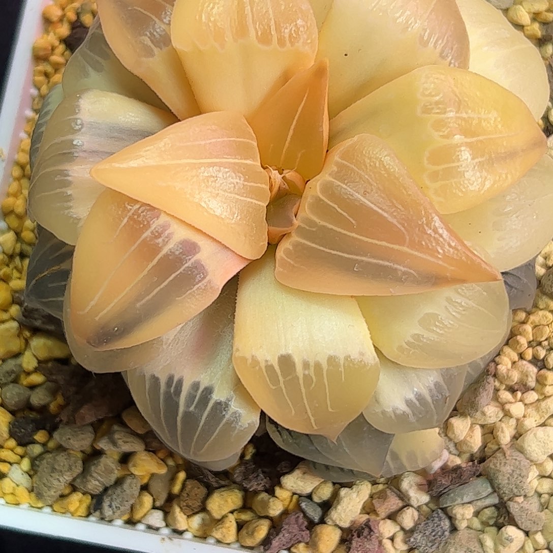 工***室糊斑红纹寿超大母本