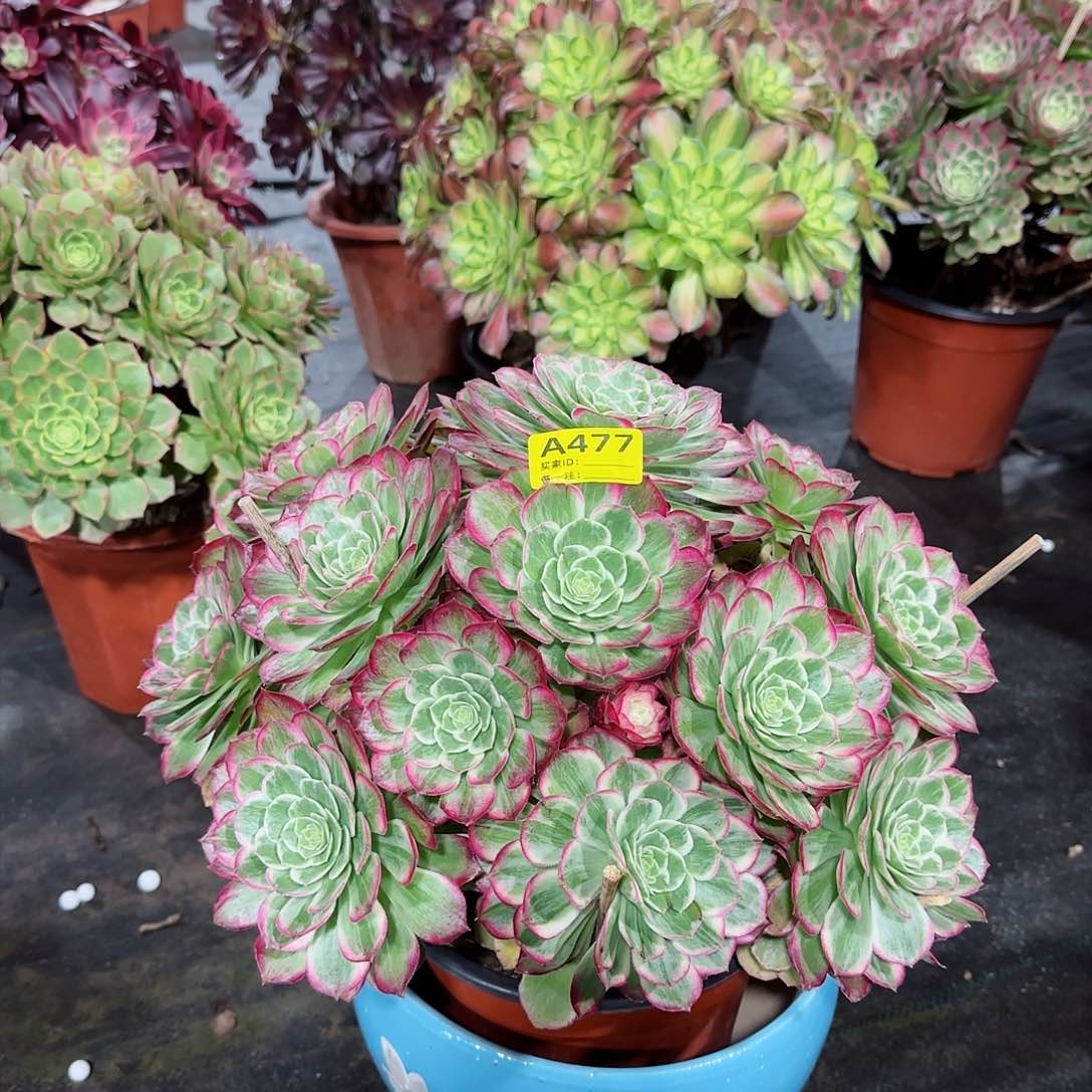 水晶莲花法师多肉植物477