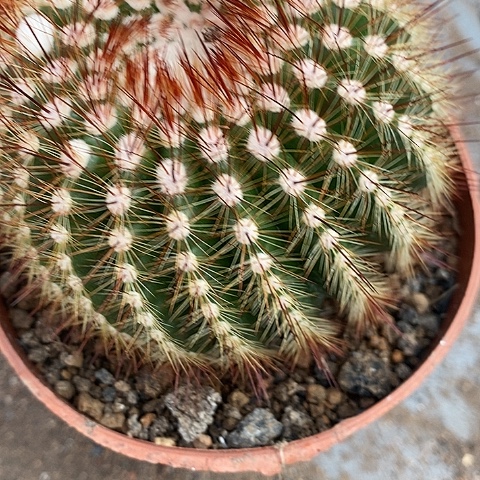 南国玉仙人球，257899