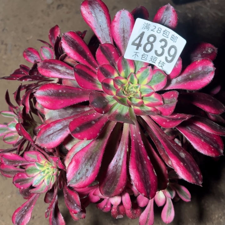 冰淇淋锦多肉植物法师4839