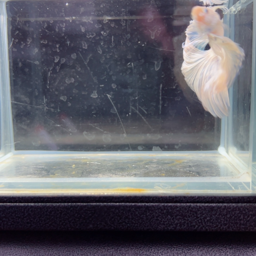 斗鱼浅色特殊尾hhhh