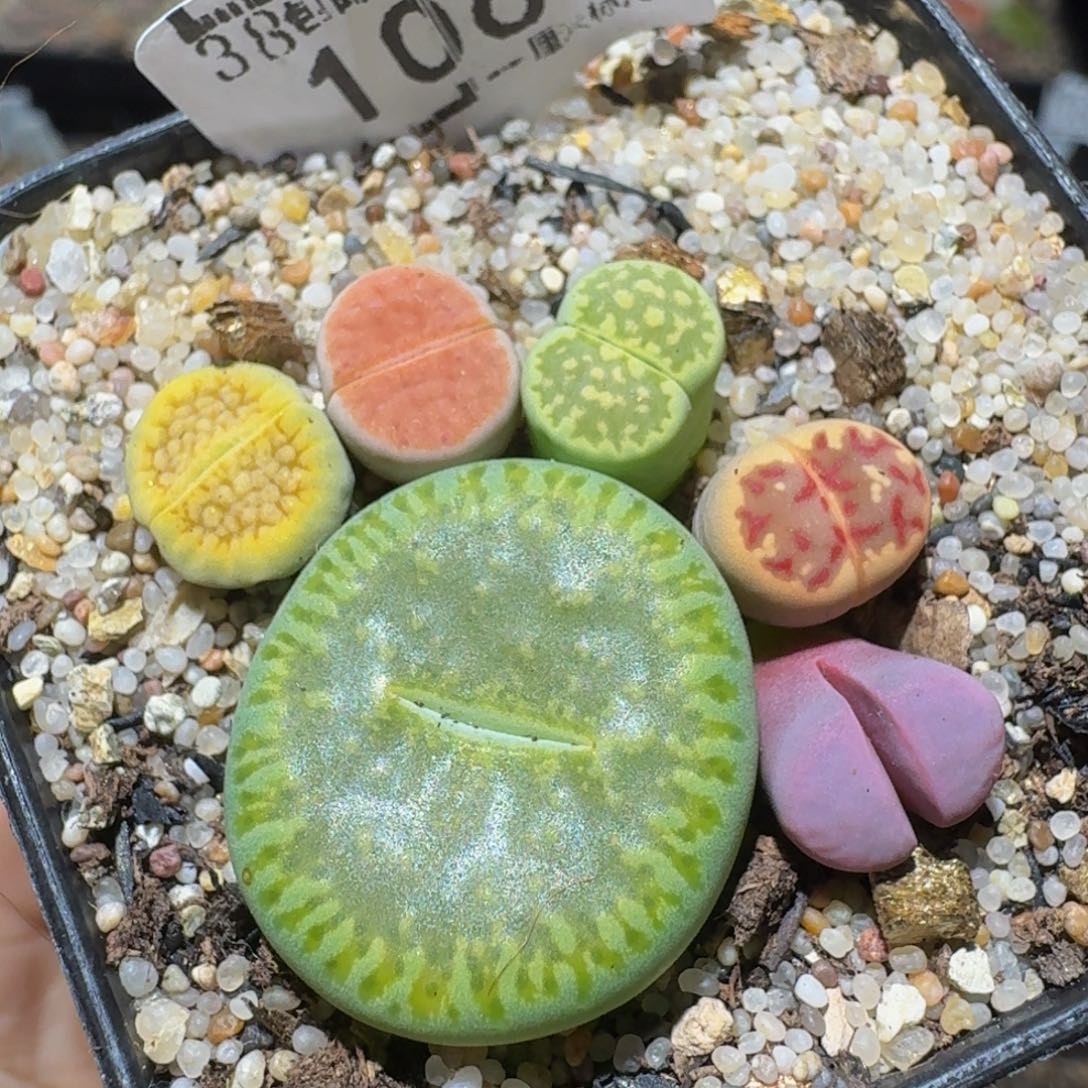 zzzz精品生石花1064