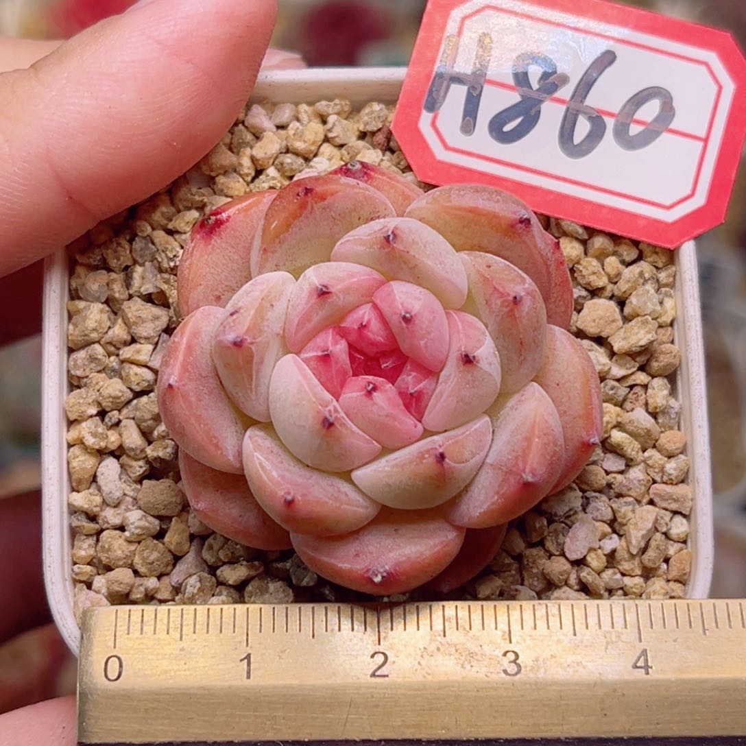 H860一物一拍 锤子甜心