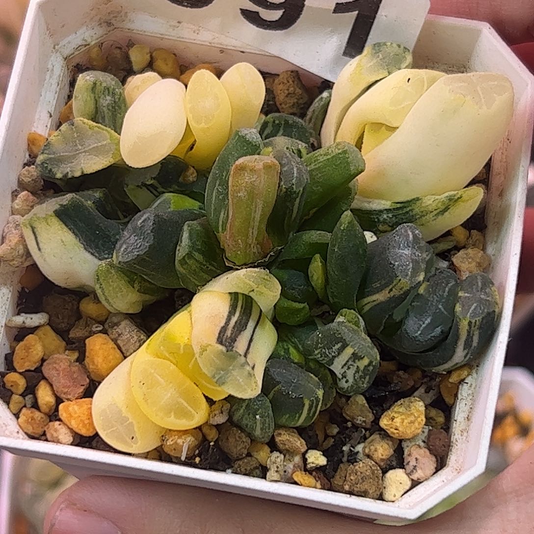 白妙实生锦群十二卷多肉