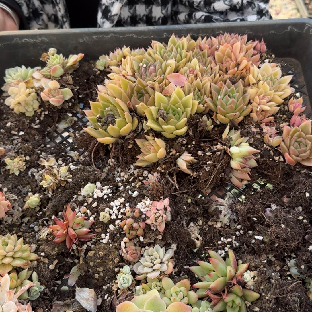 多肉杂交一物一拍24-12