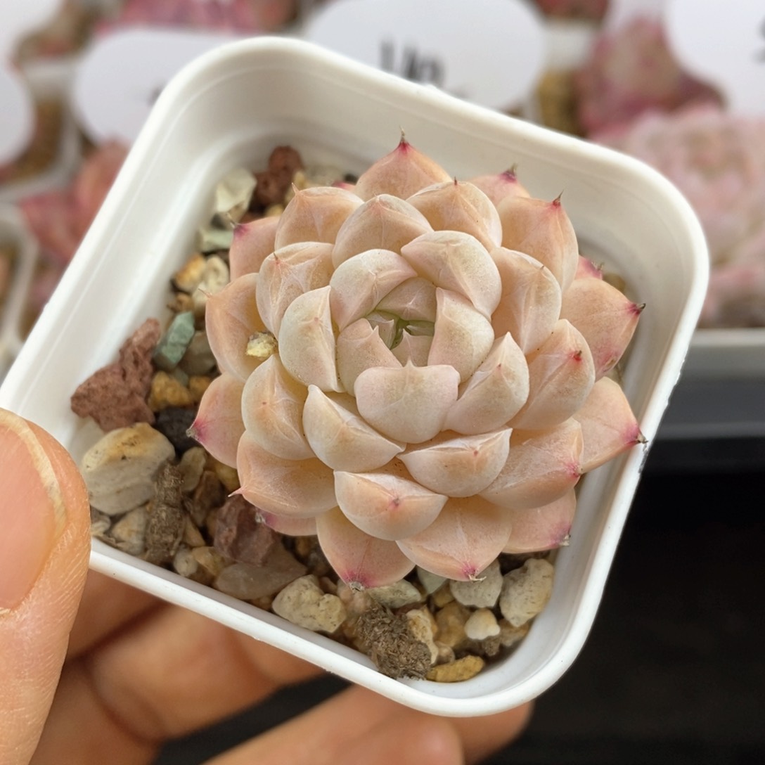 精品多肉一物一拍220