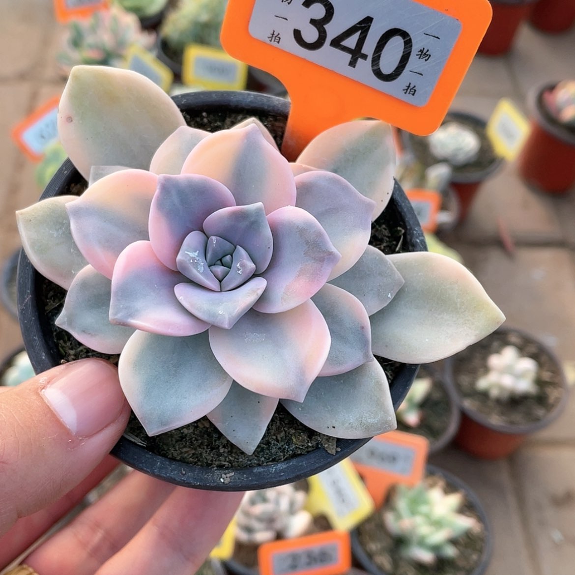 【闪购商品】340号