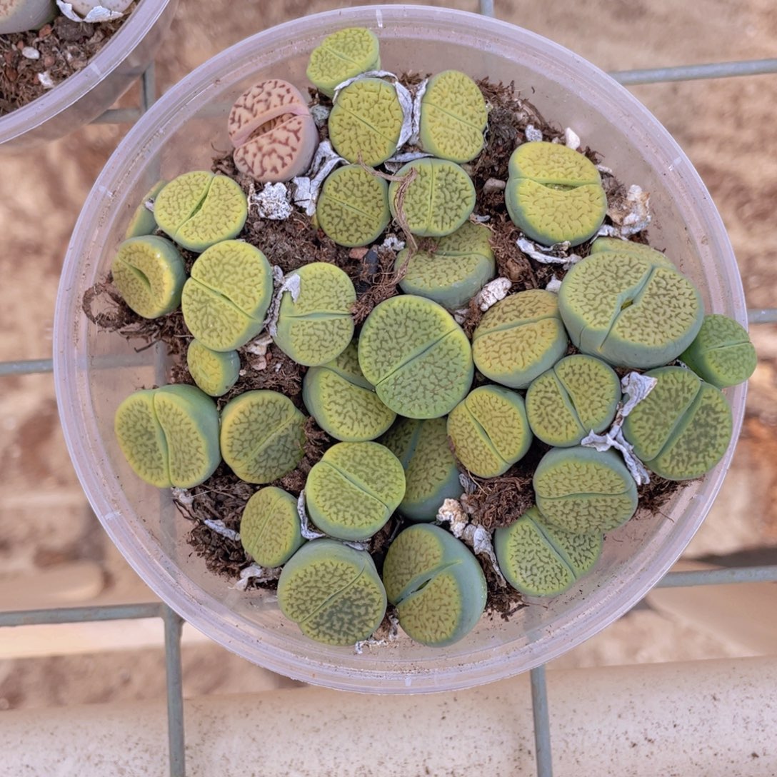 一盒绿富贵88888888888