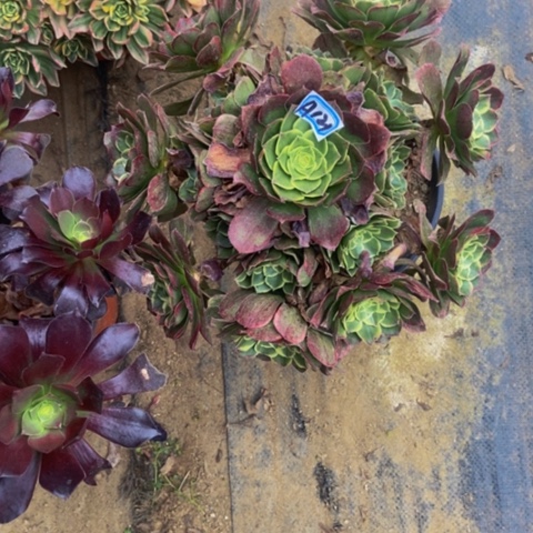 清英多肉121多肉