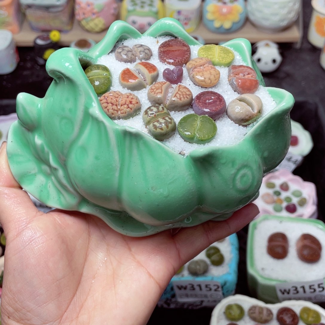 w3159 带盆土发货-零下地区拍保温箱