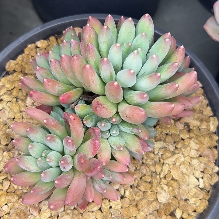 兰亭序状态自然群11