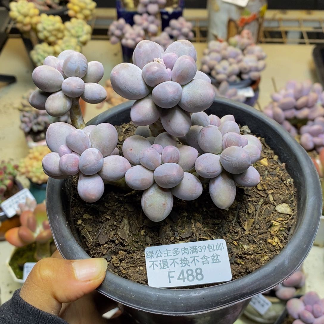 488香水手指奶多肉9c m