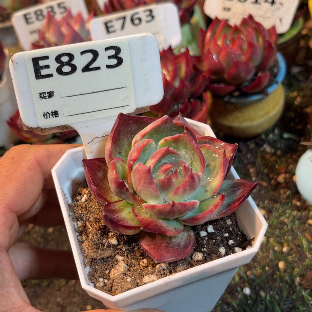 惊鸿一瞥823号多肉