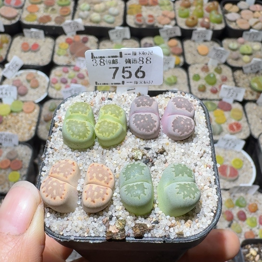 S***lSsss便宜清仓价756