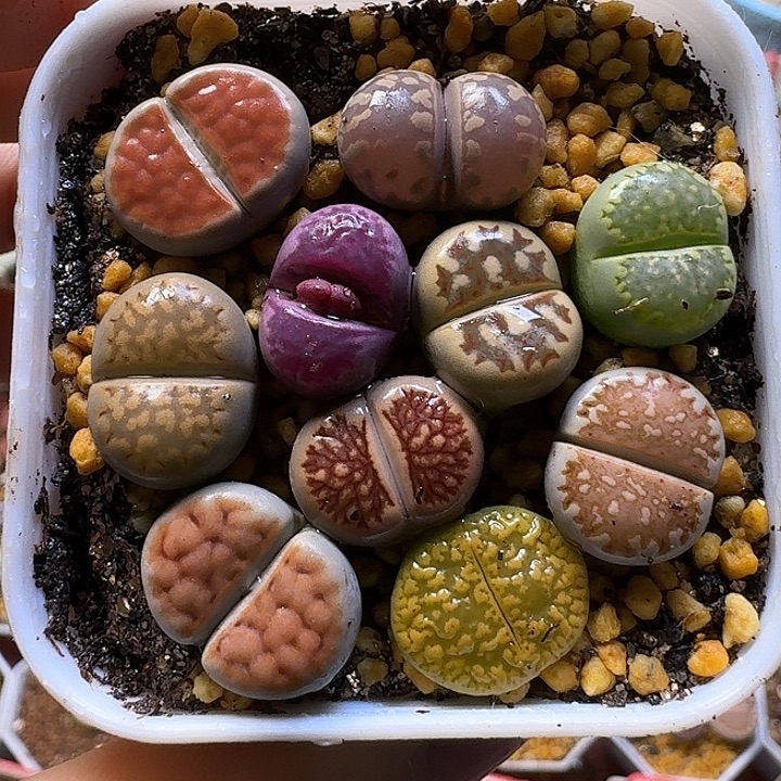 琉***璨生石花1111111。 223